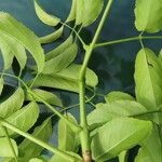 Turpinia occidentalis Leaf