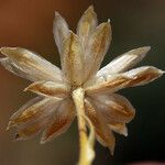 Stenotus acaulis Flor