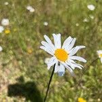 Leucanthemum heterophyllum 花