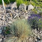 Festuca filiformis Foglia