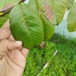 Ipomoea cairica Leaf