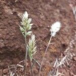 Enneapogon cenchroides Flower