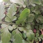 Asplenium balearicum Leaf