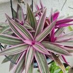 Tradescantia spathacea ഇല