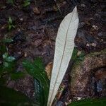 Pouteria cicatricata Leaf