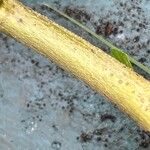 Sida spinosa Φλοιός