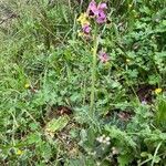 Ophrys tenthredinifera Хабит