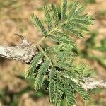 Senegalia senegal Лист