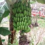 Musa × paradisiaca Fruit