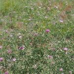 Centaurea iberica Flower