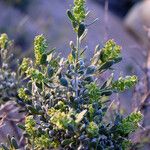 Grayia spinosa Hábito