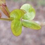 Heteromorpha arborescens Liść