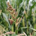 Echinochloa crus-galliFlower