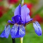 Iris versicolor Λουλούδι