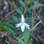 Angraecum ramosum Flor