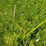 Carex intumescens Feuille