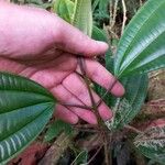 Miconia cooperi Bark