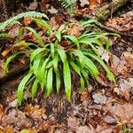 Carex plantaginea Habit