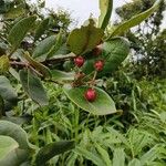 Psorospermum febrifugumFruit