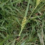 Carex hirta Cvet