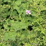 Vigna frutescens Blatt