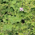 Vigna frutescens Leaf