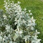 Elaeagnus commutata Συνήθη χαρακτηριστικά