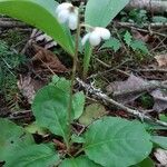 Pyrola elliptica পাতা