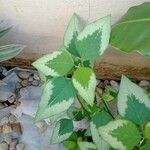 Euphorbia graminea Blad