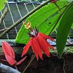 Passiflora miniata Flower