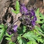 Phacelia bipinnatifida Flor