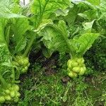 Brassica juncea Habitus