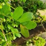 Haplocoelum foliolosum Leaf