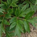 Paeonia peregrina Blad