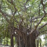 Ficus virens Corteza