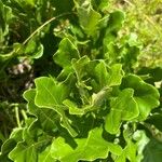 Quercus stellata Leaf