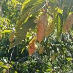 Carpinus japonica Fruit