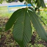 Aesculus pavia葉