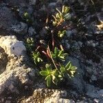 Salix serpillifolia Blad