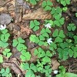 Oxalis montana List