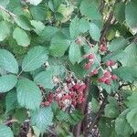 Rubus gratus Habit