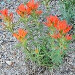 Castilleja applegatei Flower