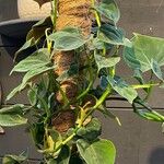 Philodendron lupinum Hoja