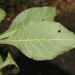 Aphelandra scabra List