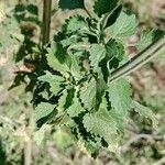 Leonotis nepetifolia Leaf