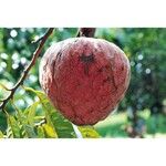 Annona reticulata Fruit