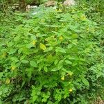 Impatiens noli-tangere Habitus