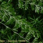 Hymenophyllum tunbrigense Blad