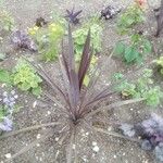 Phormium tenax Лист