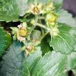 Fragaria × ananassa 果實